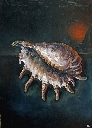 Сон ракушки